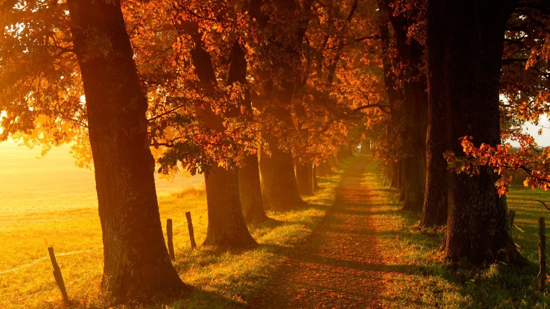 Voir l'automne, une saison en France (2025)