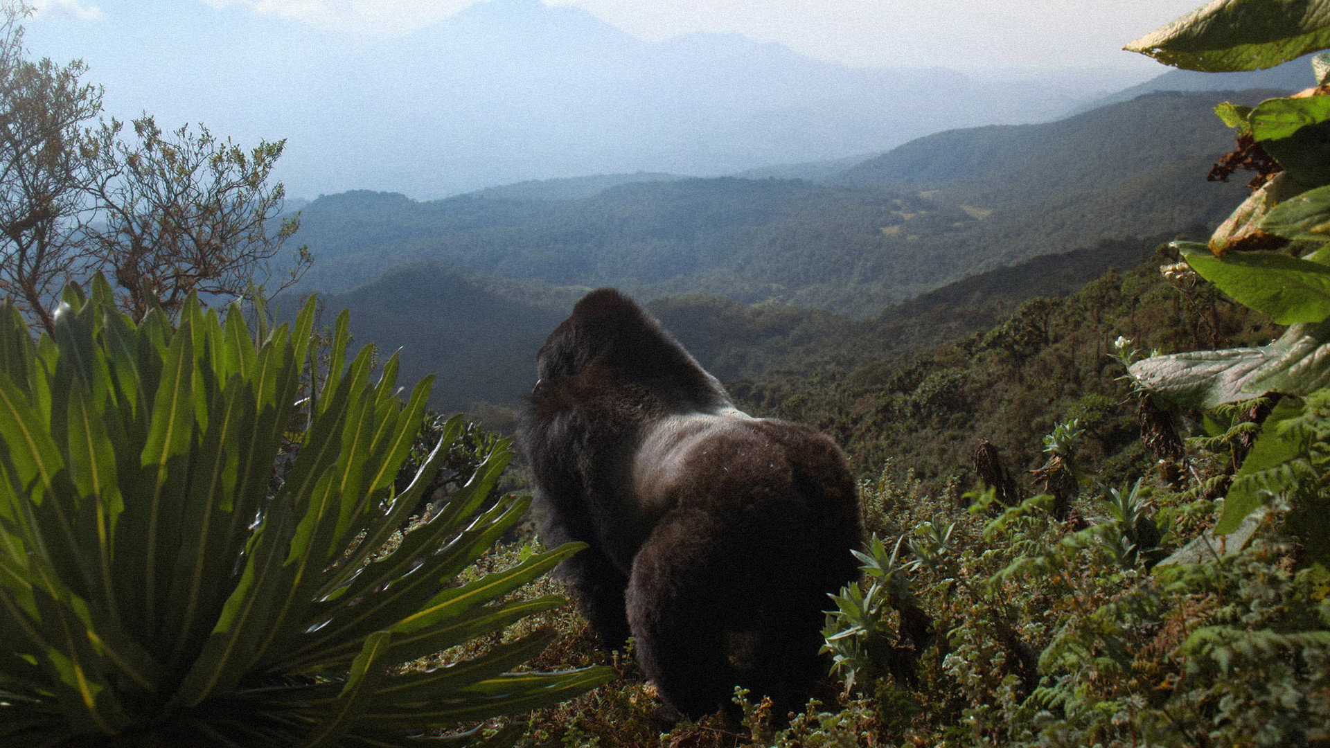 A Gorilla Story: Told by David Attenborough