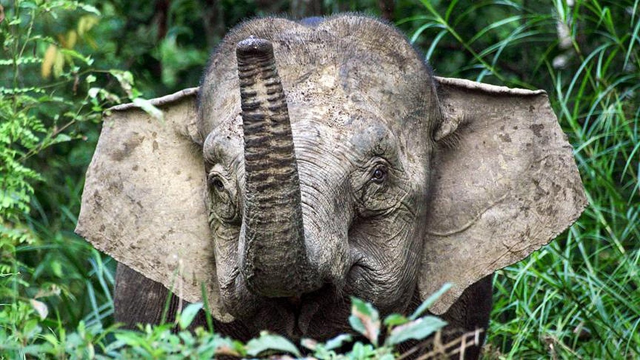 Orang-Utans - Borneos Waldmenschen (2025)