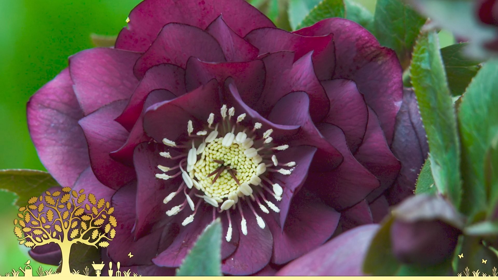 Gardeners' World 54x2