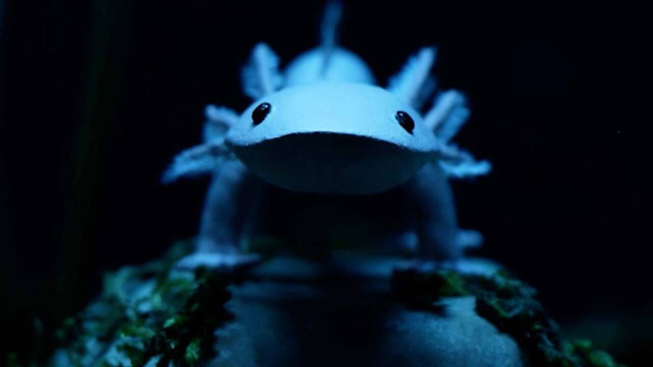 Axolotl