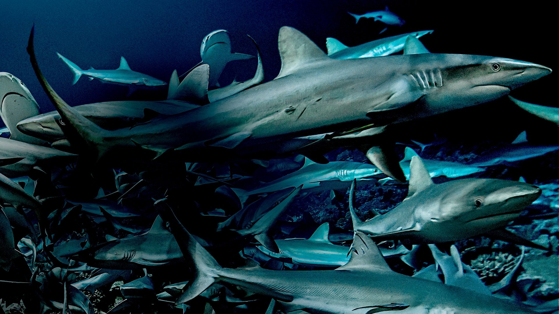 700 requins dans la nuit