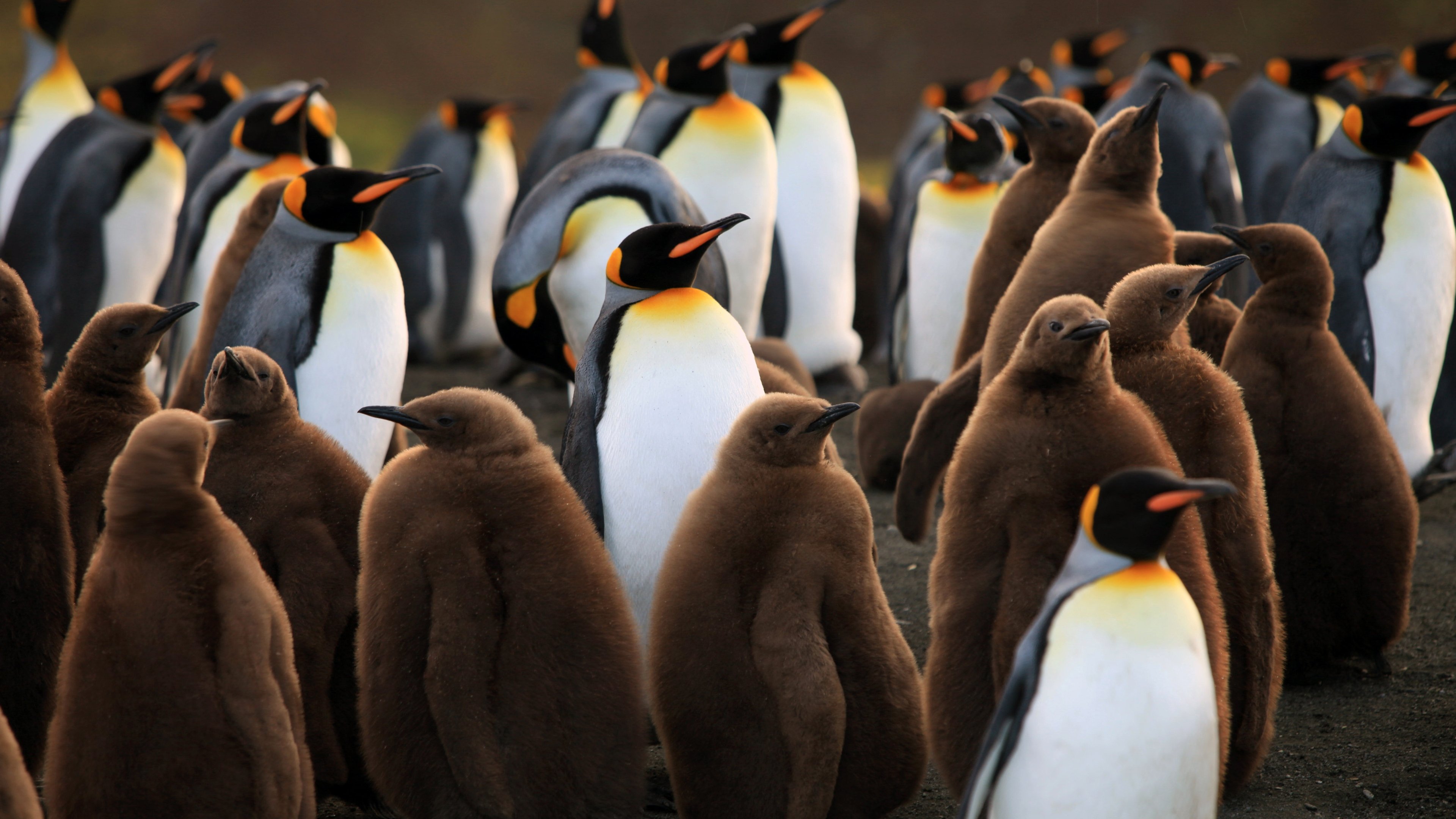 The Penguin King (2012)