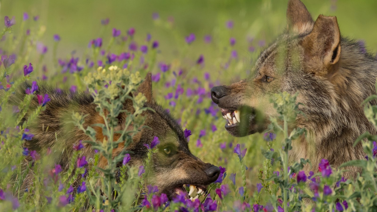 Barbacana, la huella del lobo
