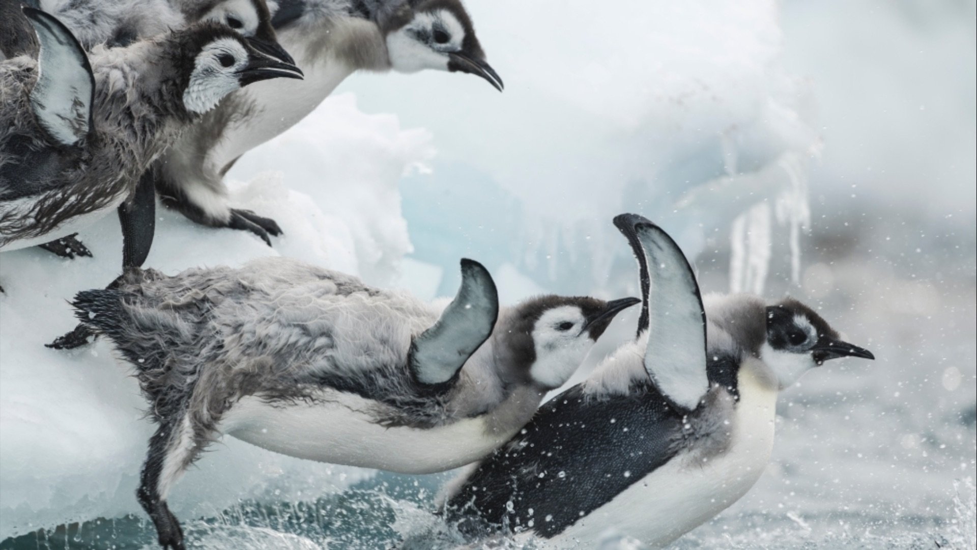 Antarctica, sur les traces de l'empereur (2016)