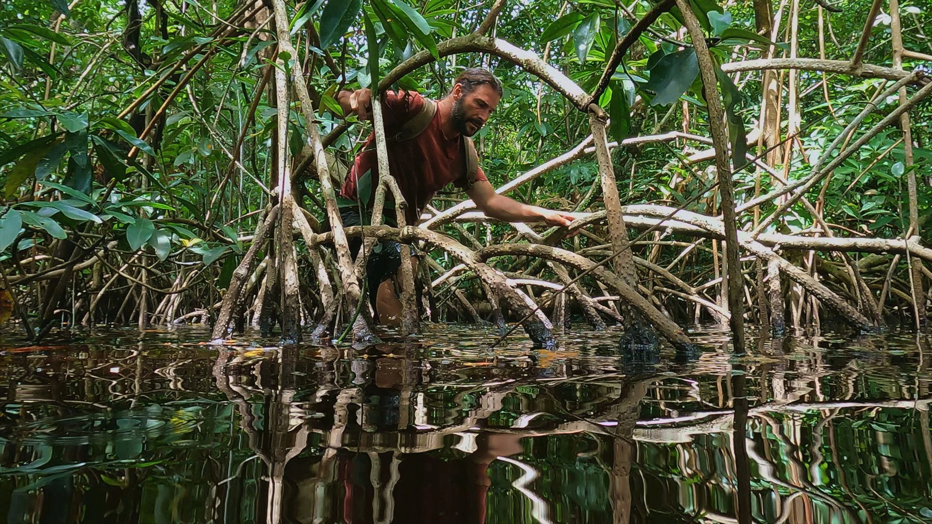 Mangrove Maze