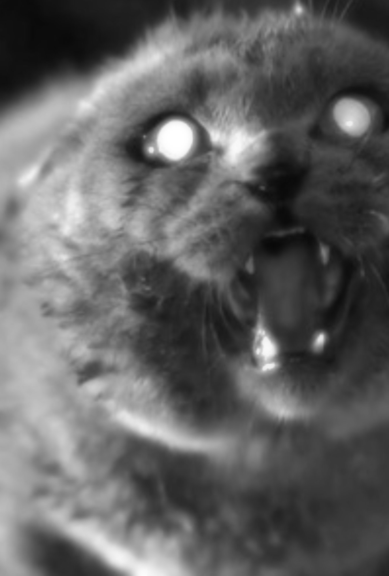 Pet Sematary
