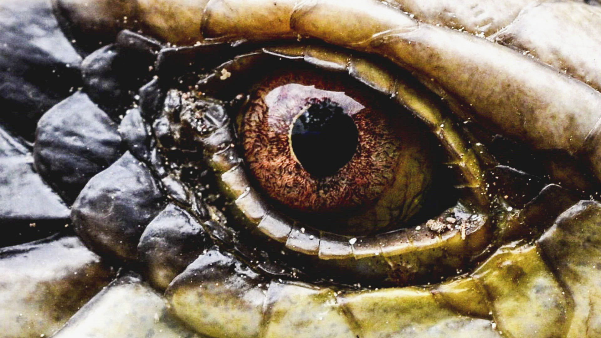 Thumbnail for Enigma Animal of Colombia Season 1 Episode 4