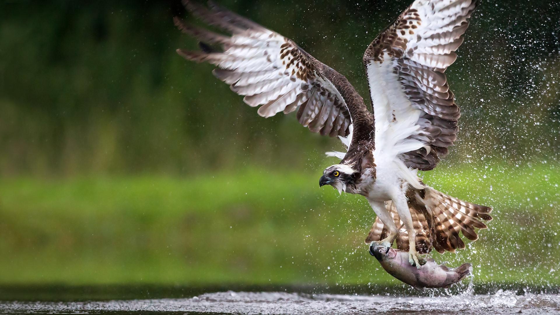 Osprey: Sea Raptor (2021)