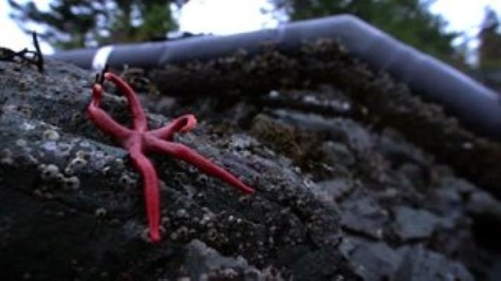 Port Protection Alaska - Épisode 6