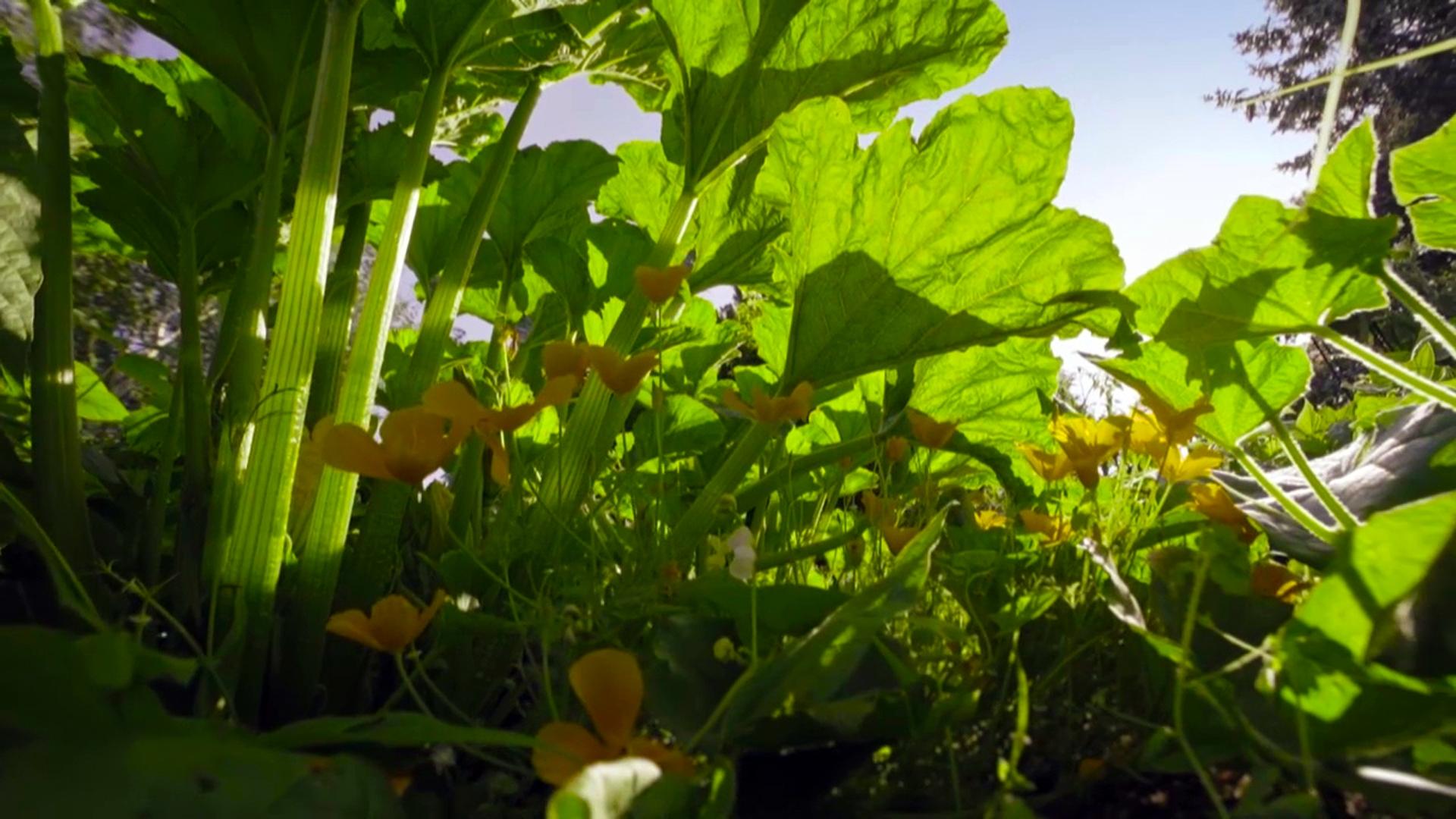 The Marvelous Wild World of the Vegetable Garden