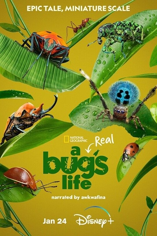 EN - A Real Bug's Life (2024)