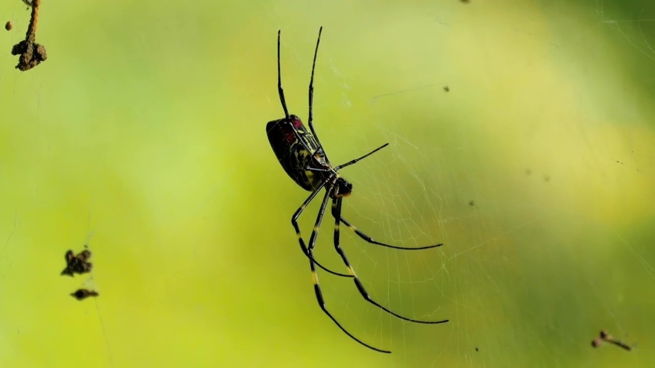 72 Dangerous Animals: Asia