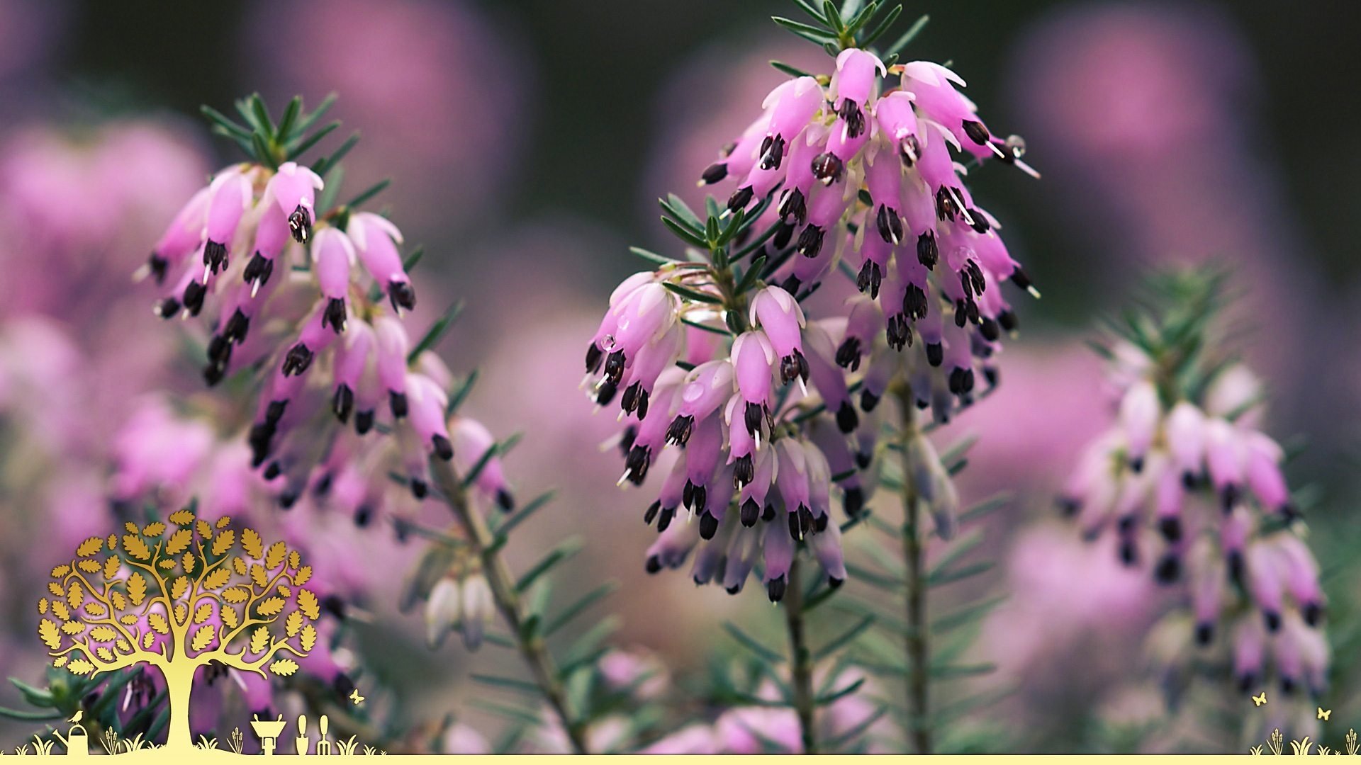 Gardeners' World 0x25