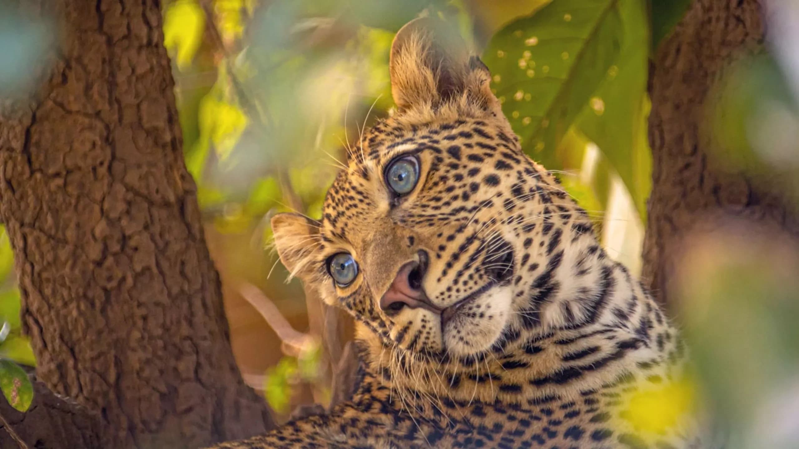 Olimba, Königin der Leoparden (2020)