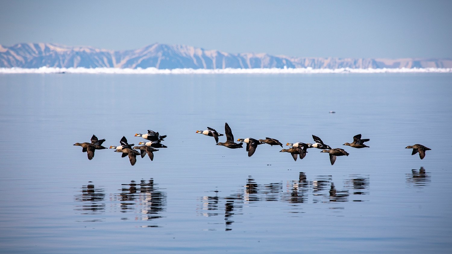 Under Thin Ice