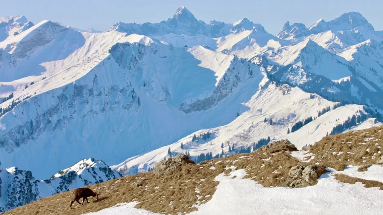 Winter am Alpenrand (2022)