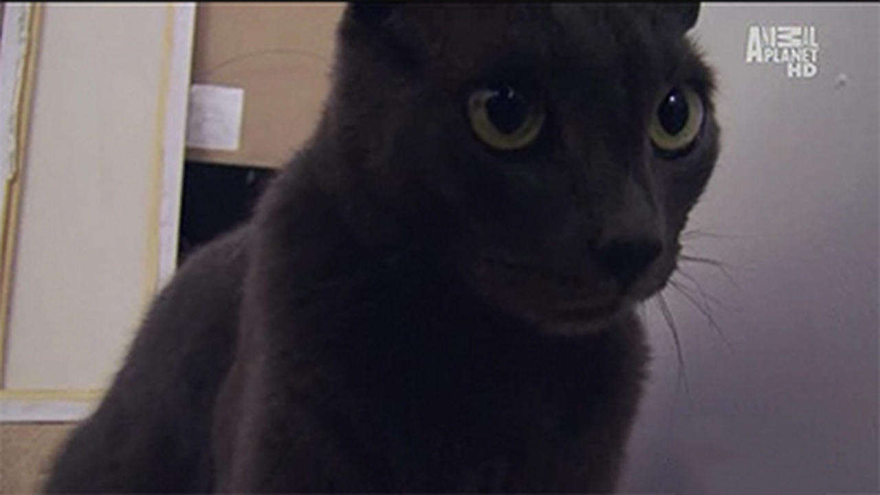 My Cat from Hell