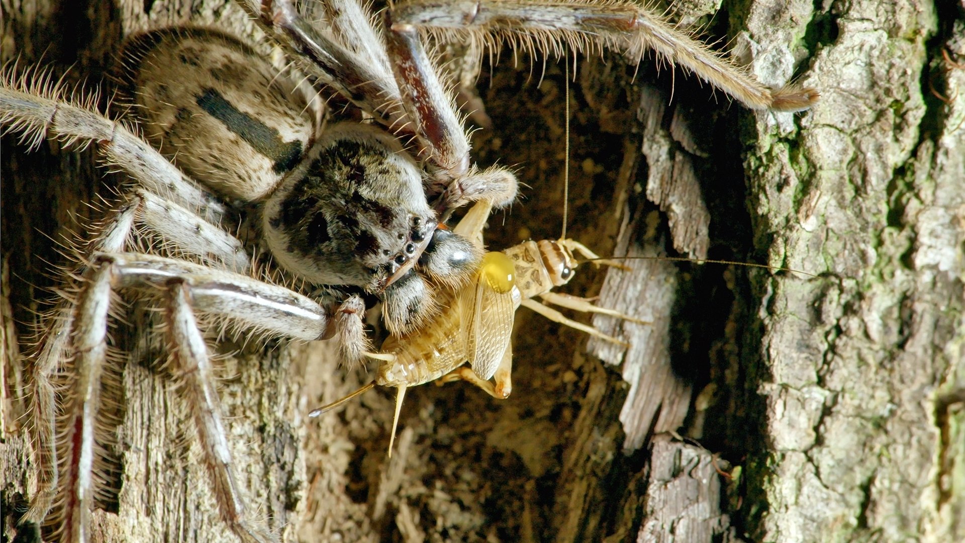 Secrets of Wild Australia - Épisode 6