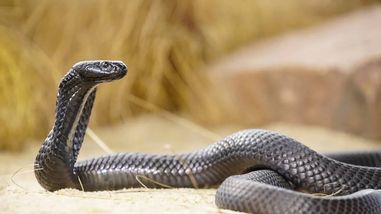Serial serpents poster