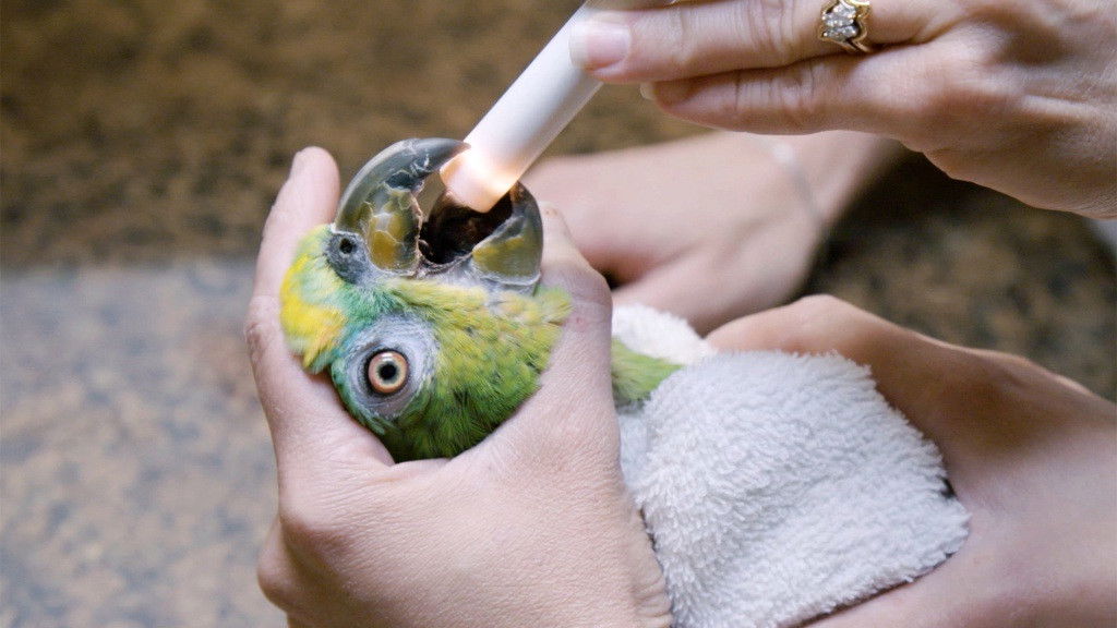 Ambulances animales - Épisode 7