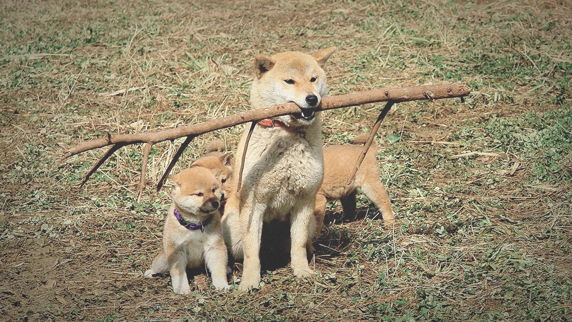 A Tale of Mari and Three Puppies (2007)