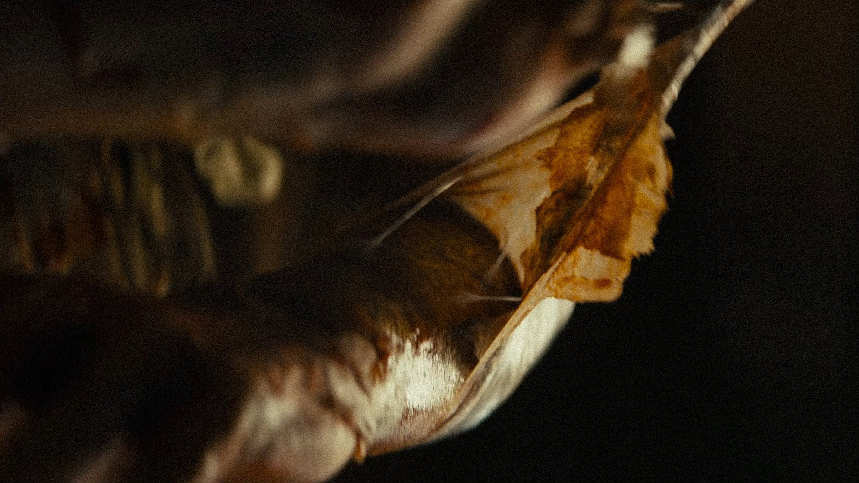 Lee Cronin's The Mummy