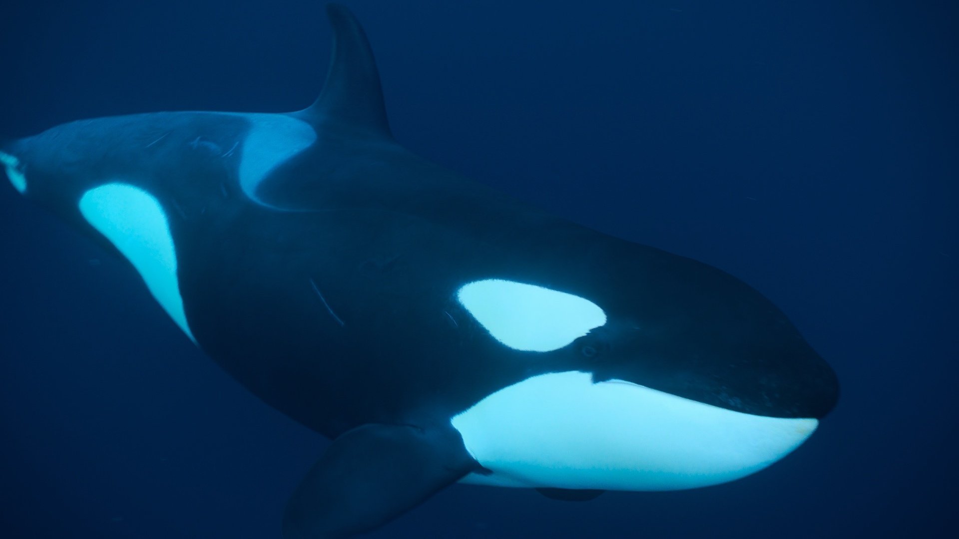 Thumbnail for Ocean Hunters Season 1 Episode 2