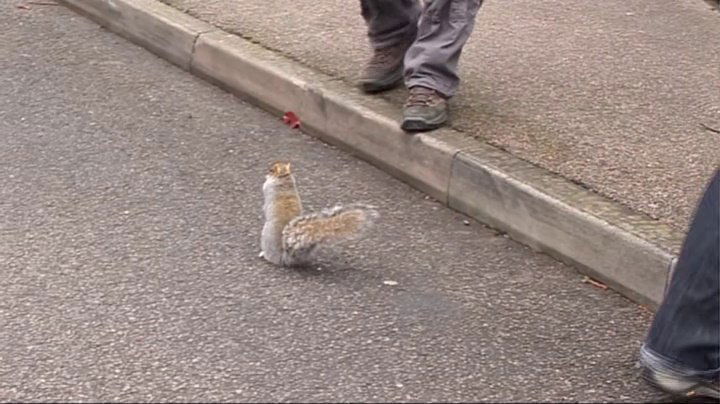 Thumbnail for The Squirrel Season 0 Episode 23