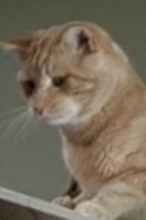 et billede af Orangey