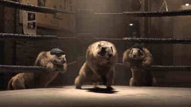 Les Marmottes - Rocky