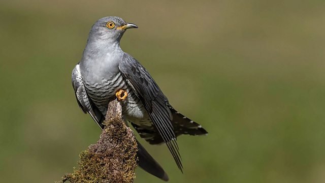 Springwatch