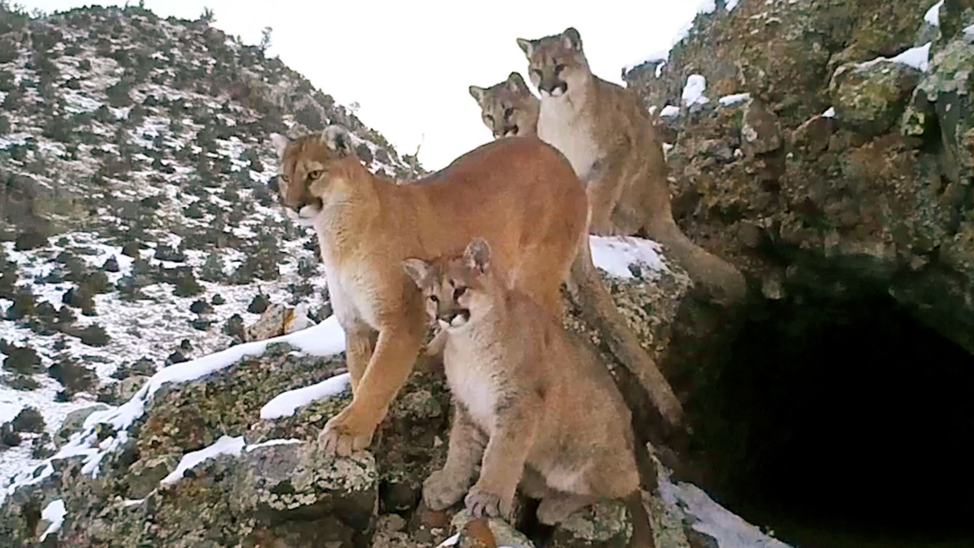 Les Pumas, furtifs félins du Montana - Partir en chasse