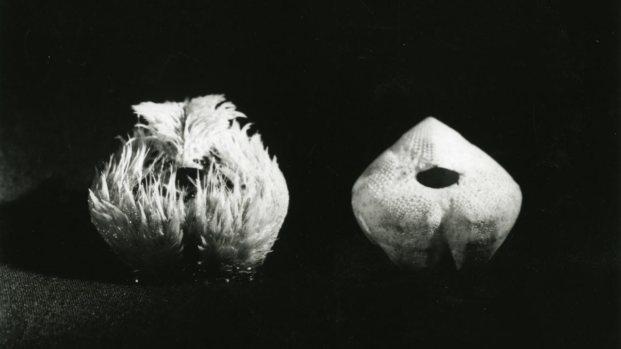 Sea Urchins
