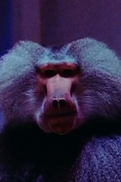 et billede af Typhoon