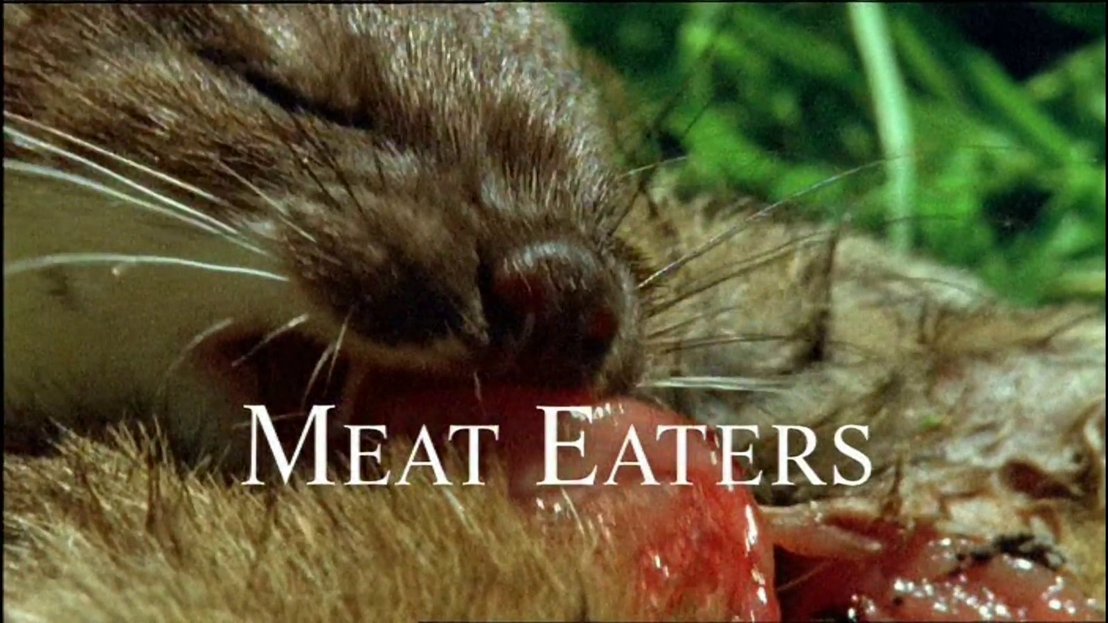 The Life of Mammals