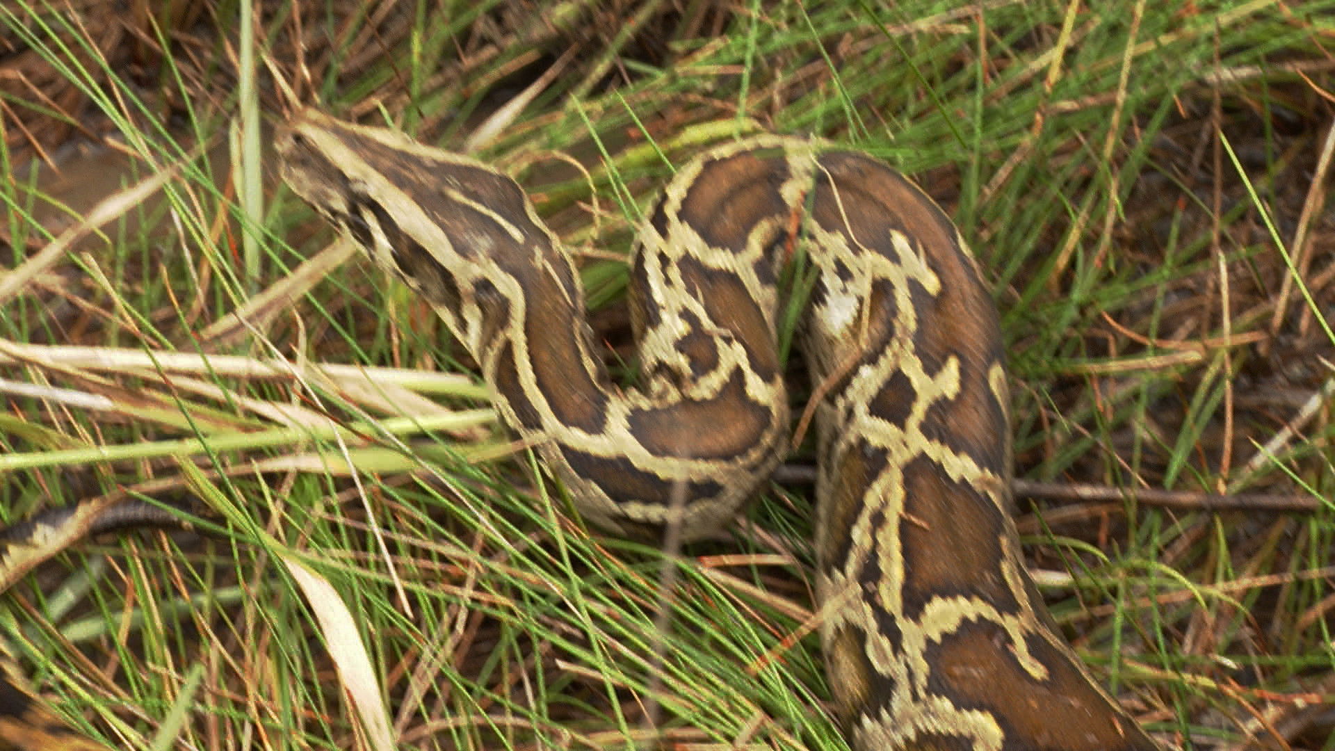 Swamp People: Serpent Invasion S02E01 backdrop