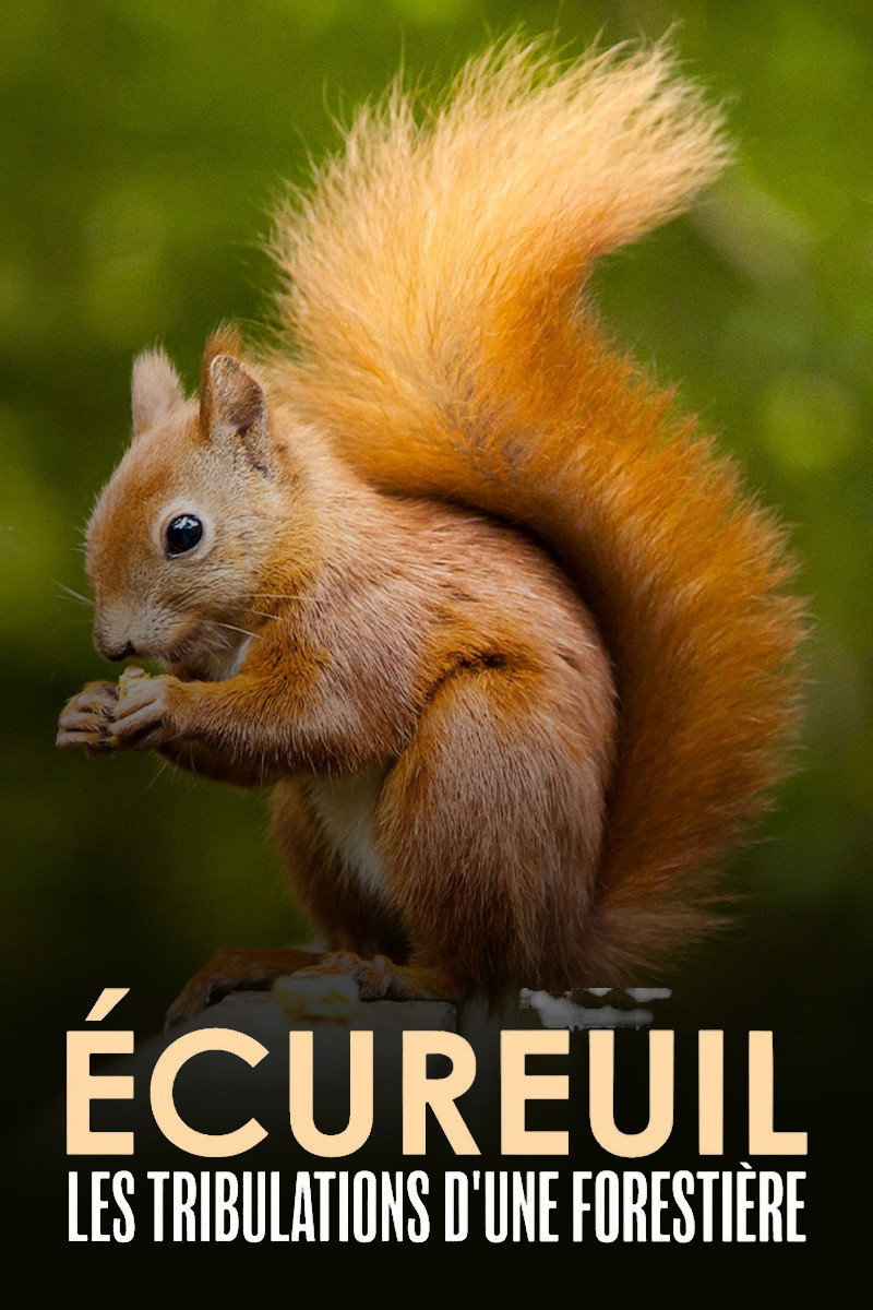 &Eacute;cureuil : Les Tribulations d'une foresti&egrave;re