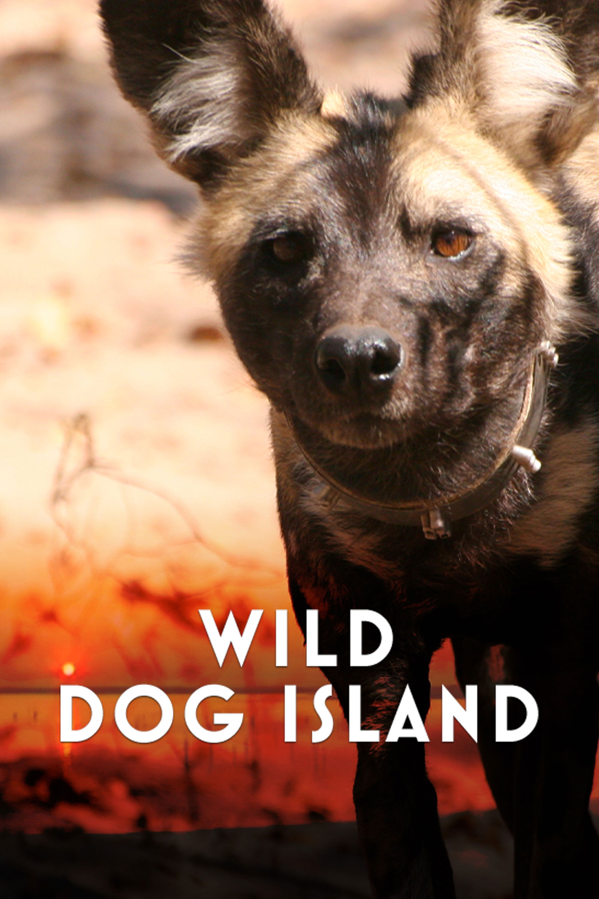 Wild Dog Island