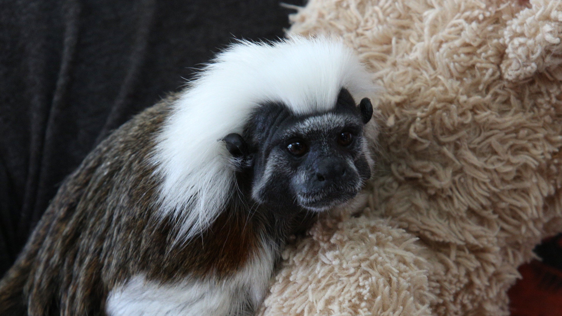 Dr. K's Exotic Animal ER S04E06 backdrop