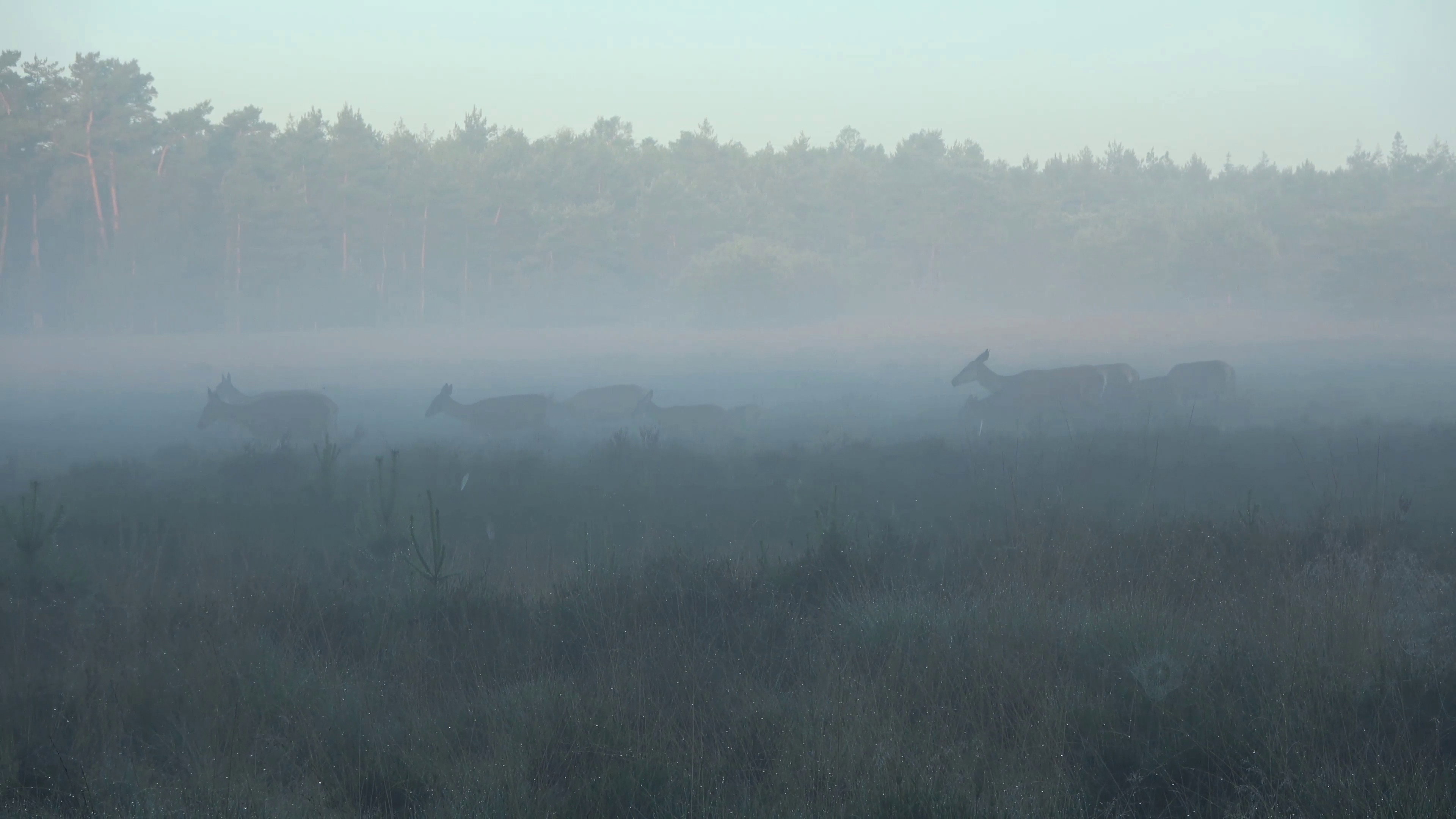 De Achtertuin van Kees