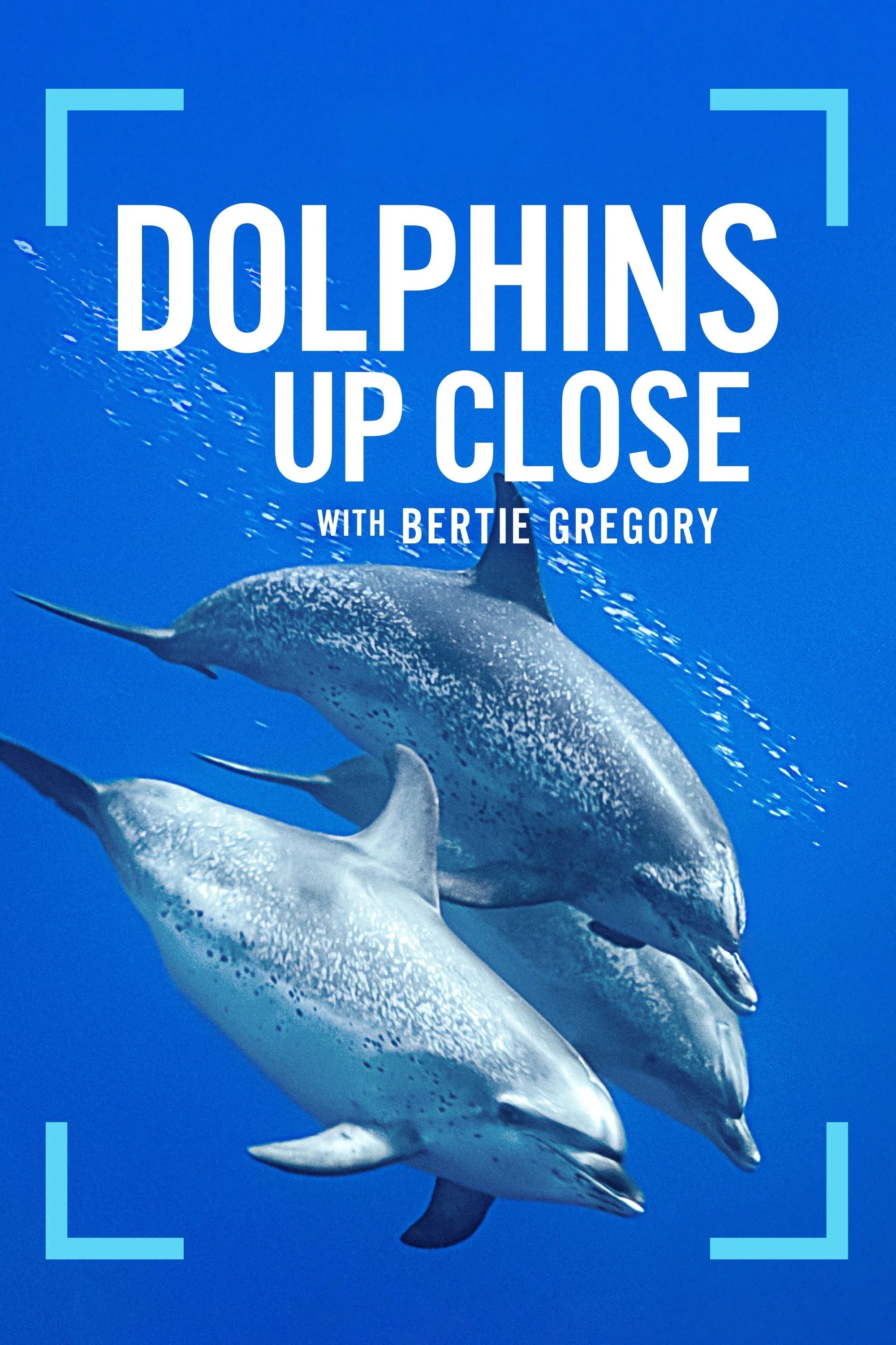 Dolphins Up Close with Bertie Gregory