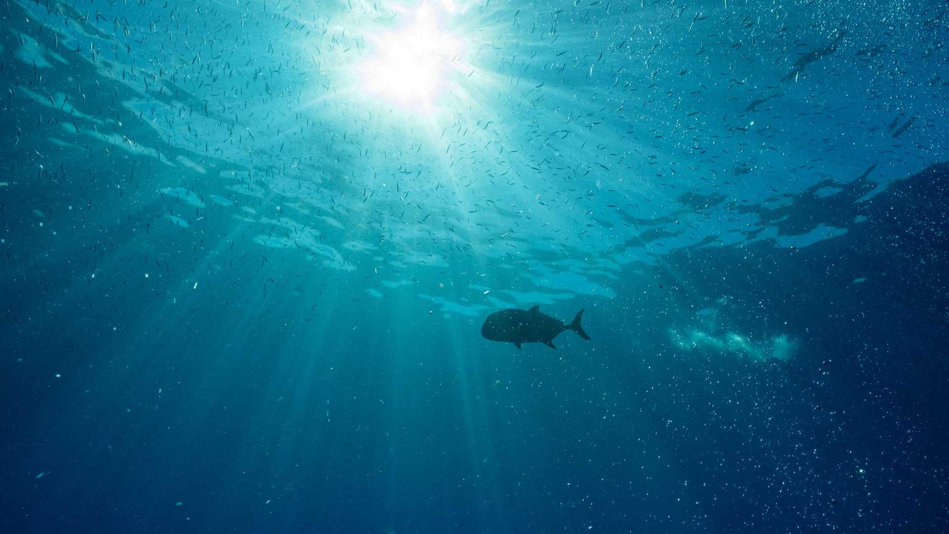 Thumbnail for The Fish In The Sea Season 1 Episode 1