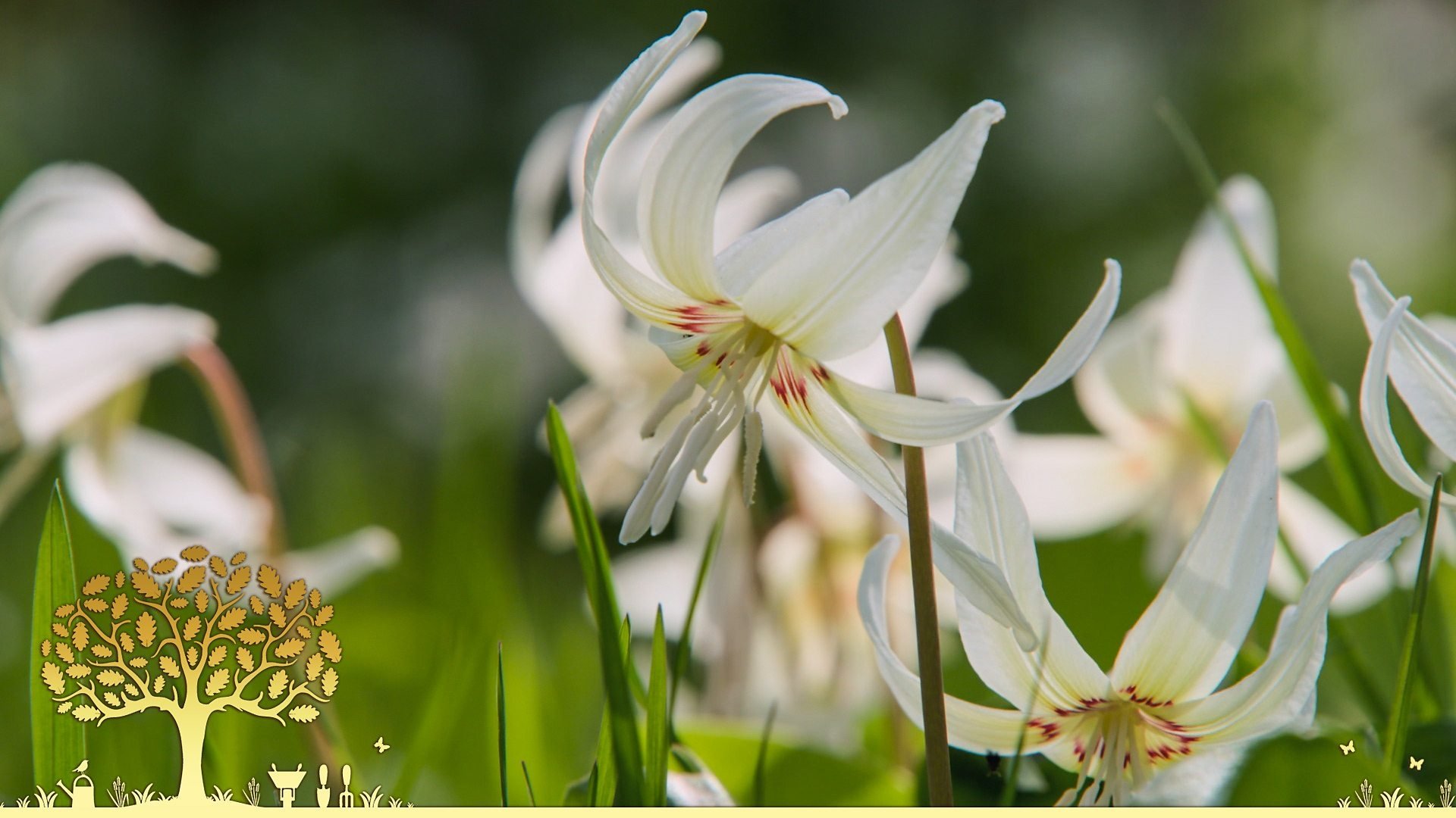 Gardeners' World 54x6