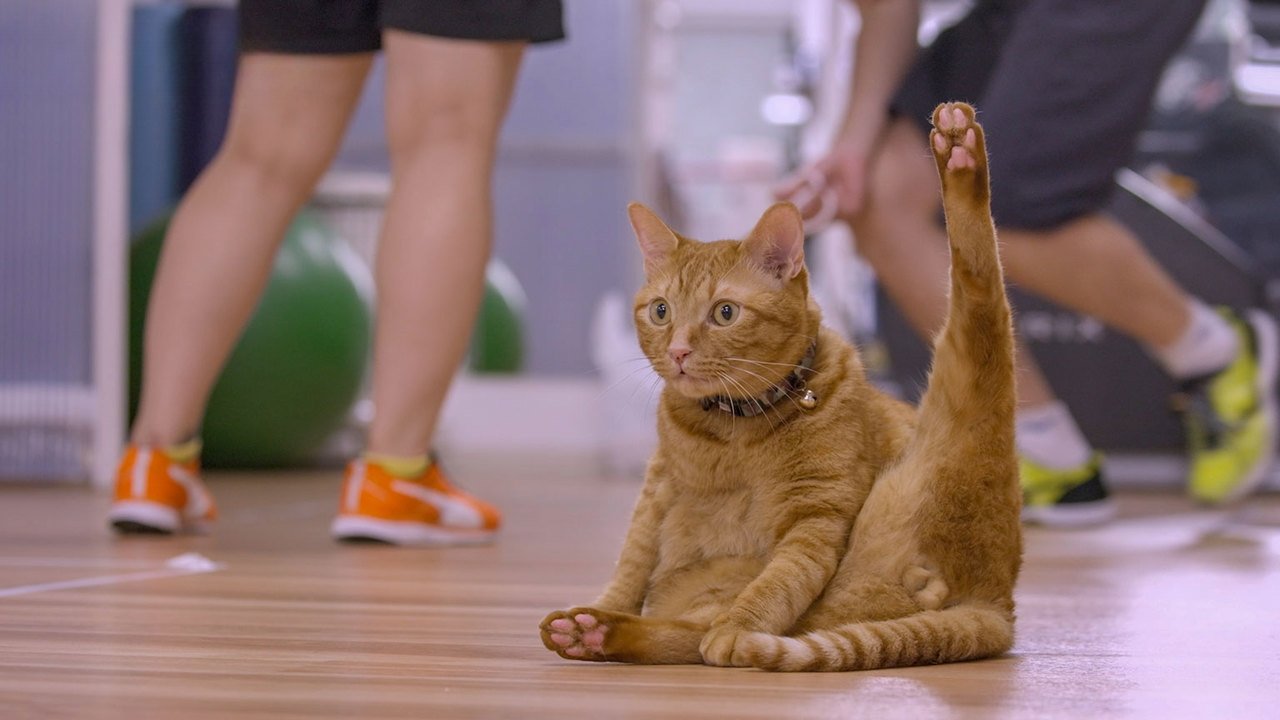 A Cat's-Eye View of Japan - Épisode 7