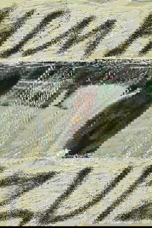 Himizu