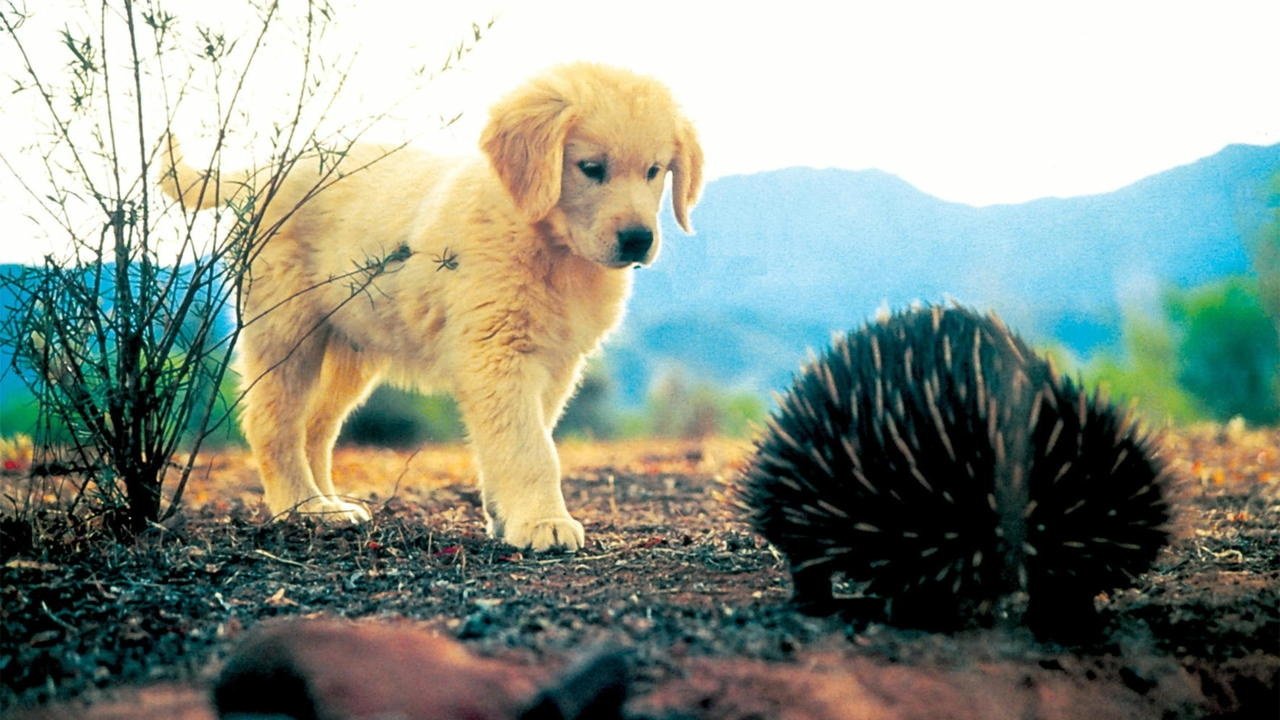 Napoleon (1995)