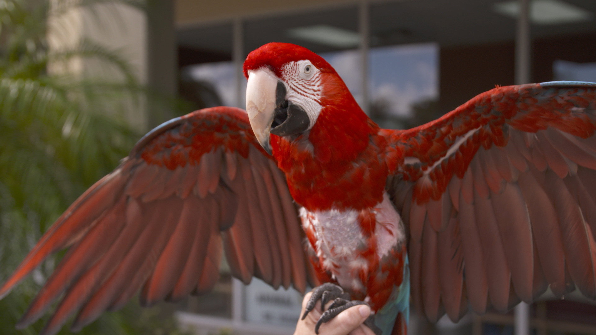 Dr. K's Exotic Animal ER S05E10 backdrop