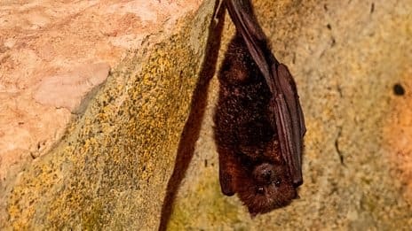 Thumbnail for Barn Owl and Bats Season 1 Episode 10