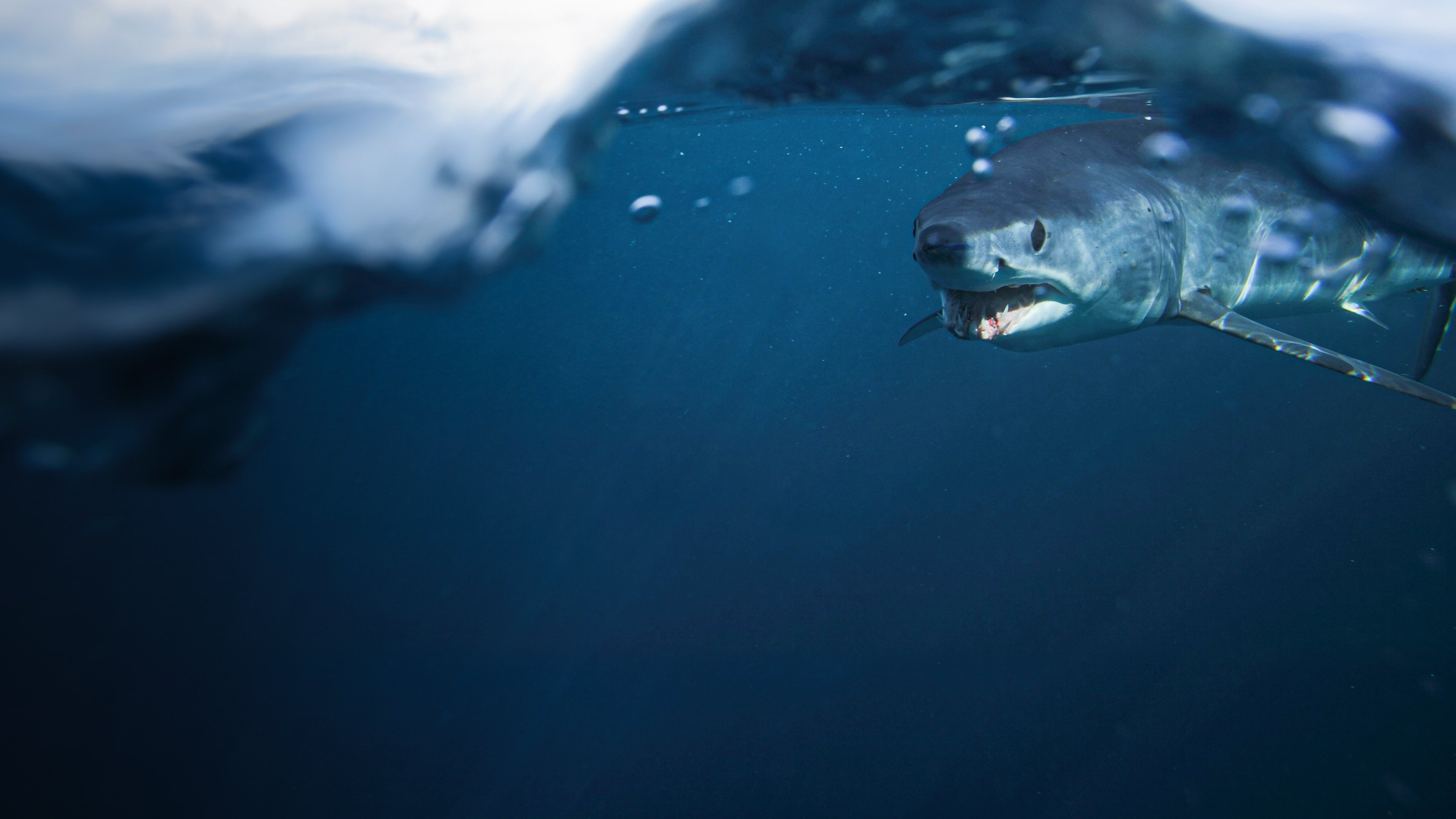 Shark vs. Tuna (2018)